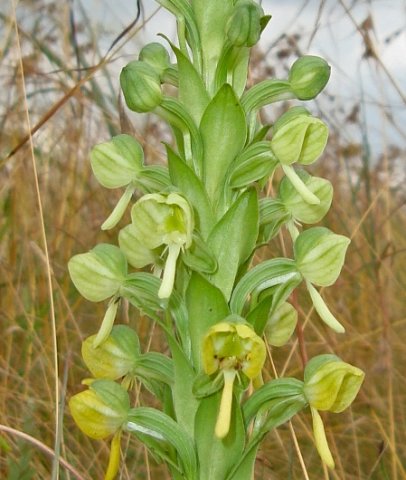 Habenaria epipactidea flower ages